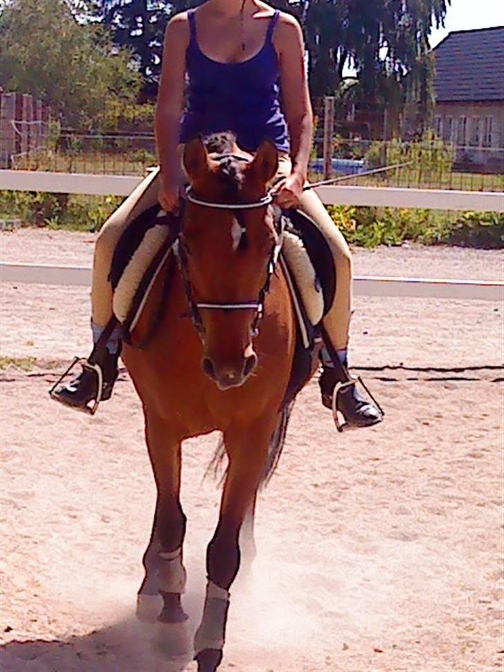 Anden særlig race charmain billede 10