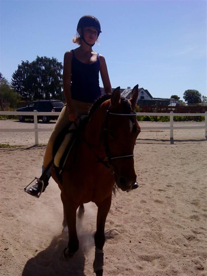 Anden særlig race charmain billede 11