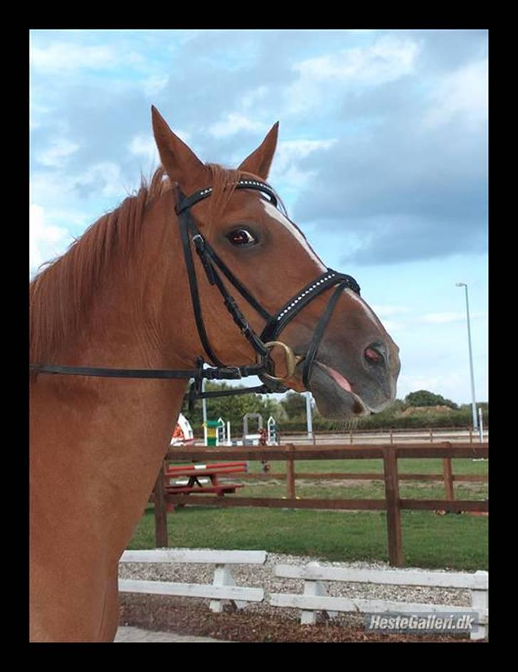 Anden særlig race Gloster Solgt billede 18