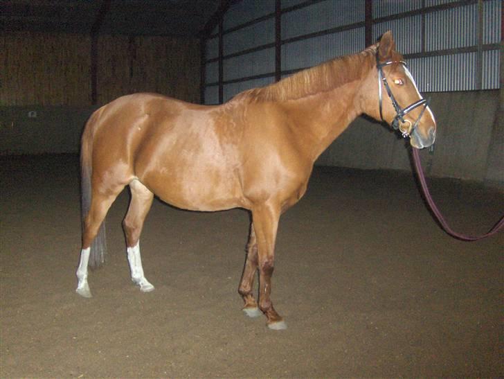 Anden særlig race Gloster Solgt billede 19