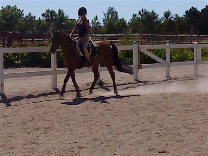 Anden særlig race charmain billede 12