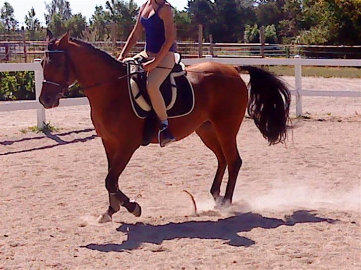 Anden særlig race charmain billede 13