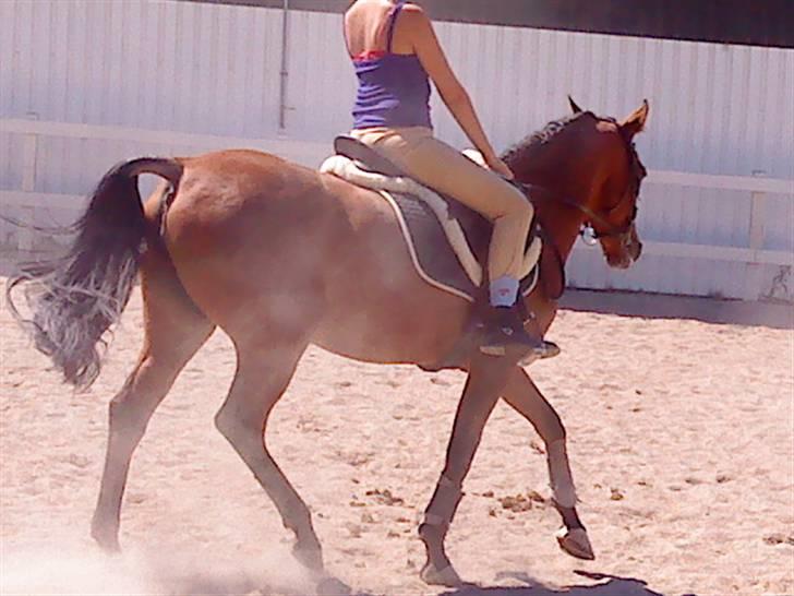 Anden særlig race charmain billede 14