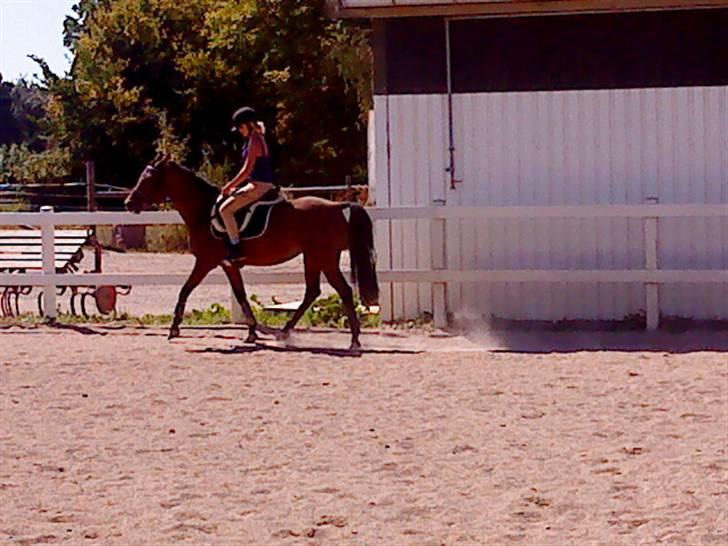 Anden særlig race charmain billede 15