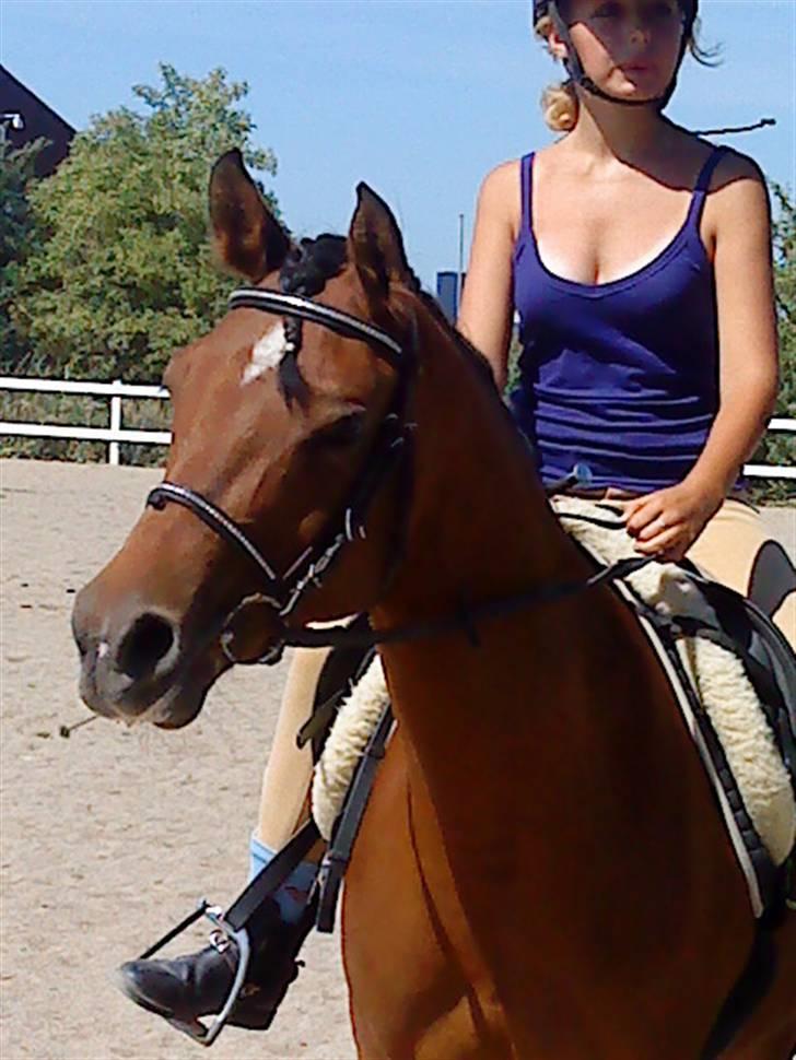 Anden særlig race charmain billede 16