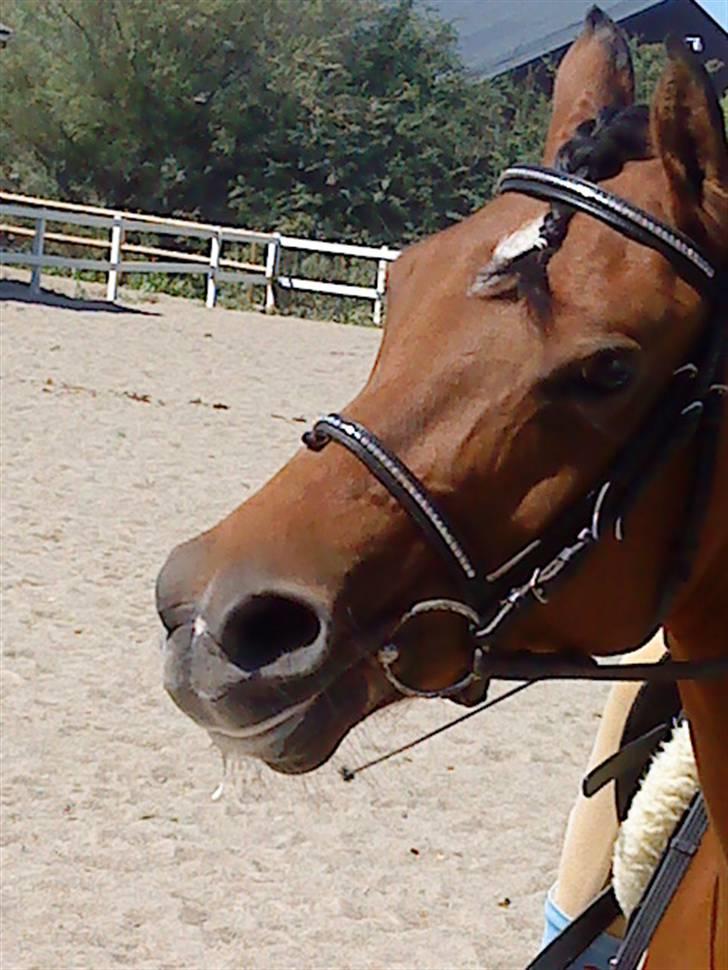 Anden særlig race charmain billede 17