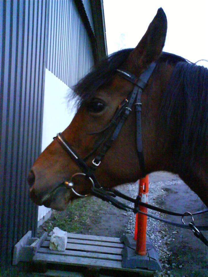 Anden særlig race charmain billede 20