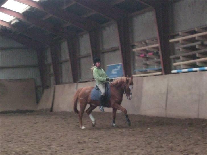 Anden særlig race Armarni - Træning billede 4