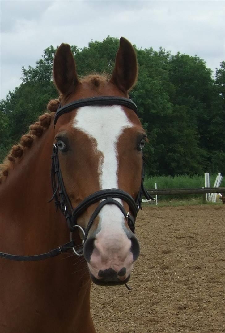Anden særlig race Armarni - Her ses det tydeligt at han har fået bidt lidt af sit øre af :( billede 6