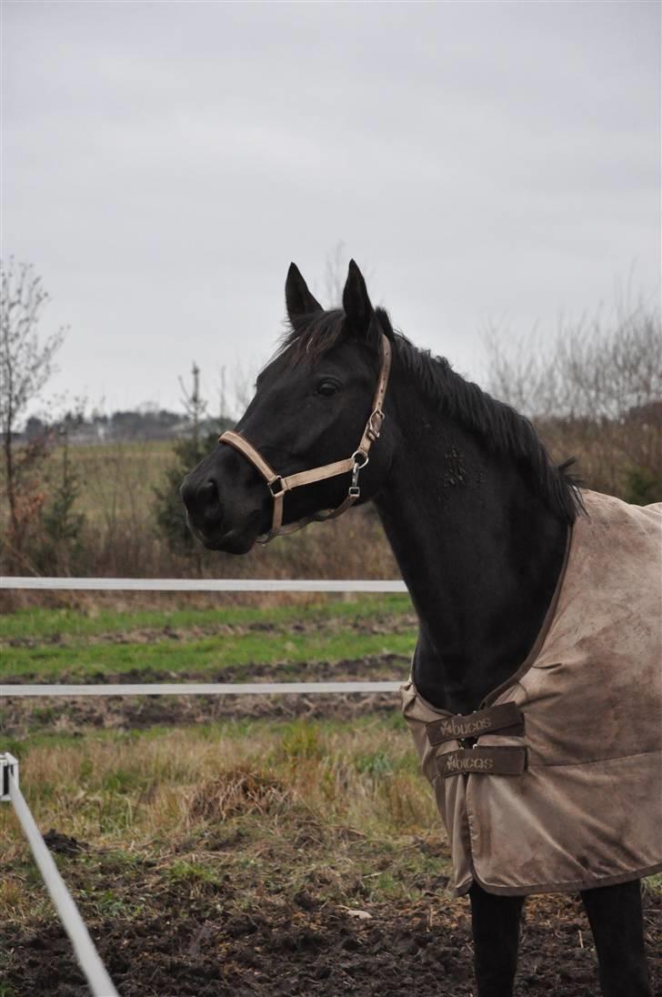 Oldenborg Rokas Noir - Min smukke tøs billede 7