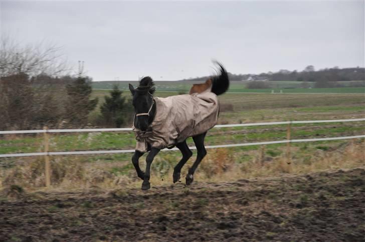 Oldenborg Rokas Noir - En glad Rokas på fold. (2009) billede 8
