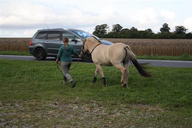 Fjordhest Grønhøjgårdens Malthe - Den. 12/08-2009 Foto: Lull billede 3