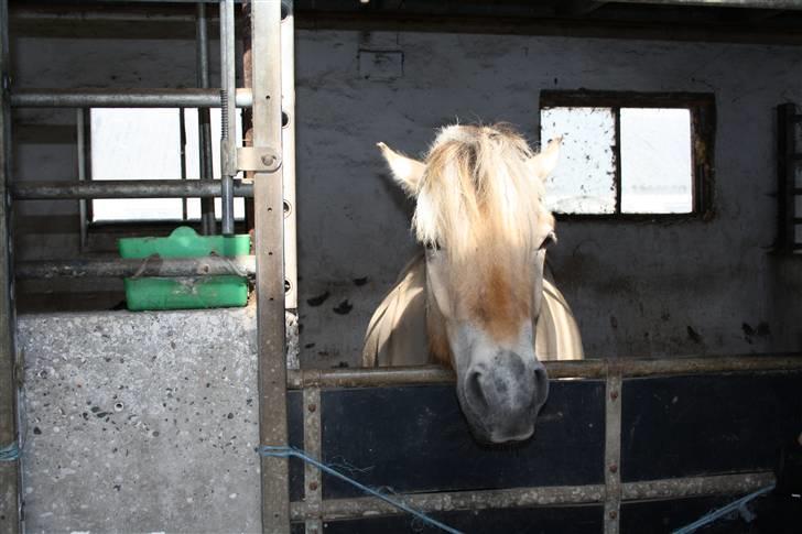 Fjordhest Grønhøjgårdens Malthe - Den. 11/11-2009. Foto: Mig billede 4