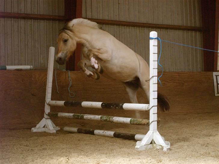 Fjordhest Grønhøjgårdens Malthe - Den. 16/07-2009 Malthe super springer. Foto: Mig billede 5
