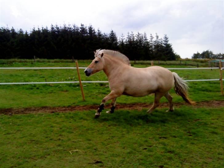 Fjordhest Iben tyler billede 8