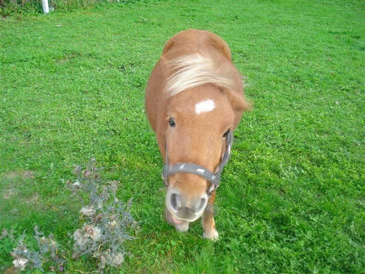 Anden særlig race Hubert *RIP* - Hubse ryster på hovedet :D billede 8
