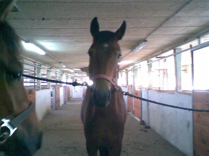 New Forest Freiser - Her står han med hans gamle ven filur billede 2