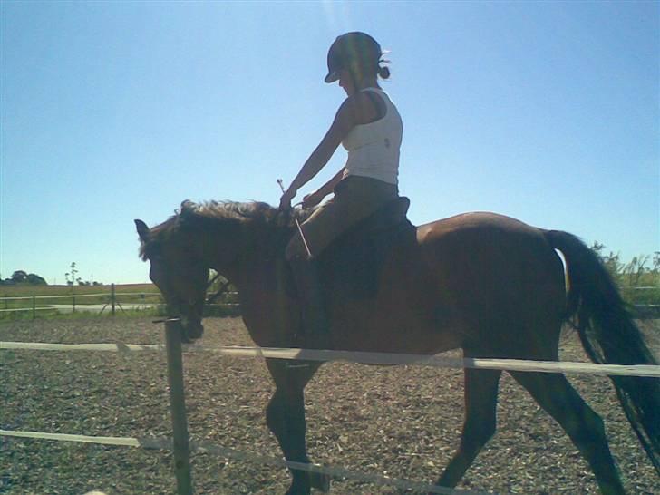 New Forest Freiser - Her er Lykke oppe på ham, det var hende der red ham til..  billede 3