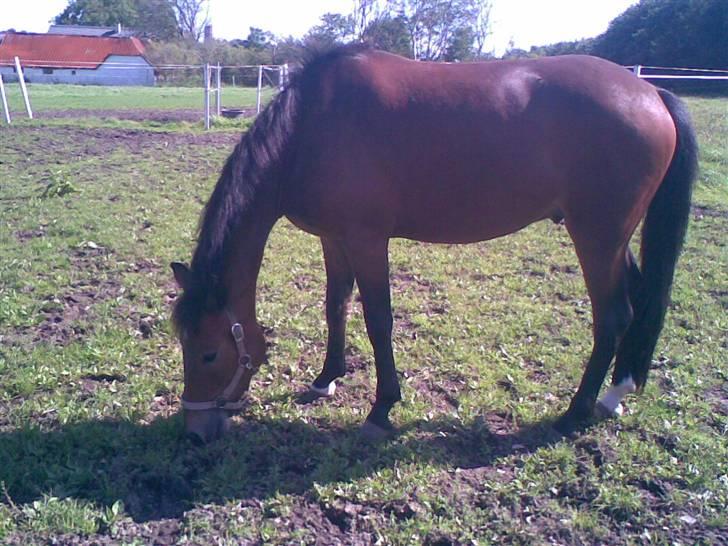 New Forest Freiser - Hihi her står han da lige så fint.. <3 billede 4