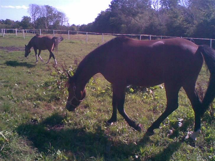 New Forest Freiser - Her går han sammen med Diana billede 5