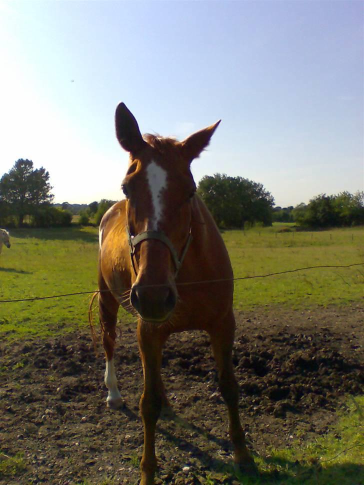 Dansk Varmblod skovvejens Isabella R.I.P billede 2