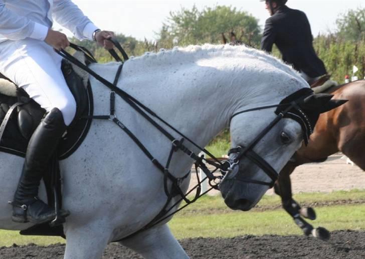 Oldenborg Zeus billede 19