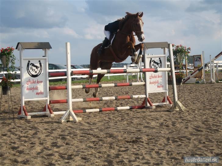 Tysk Varmblod Orado-C   RIP my boy ! <3 - LA i BOR klubstævne. Cecilie Duedal er fotograf. billede 6