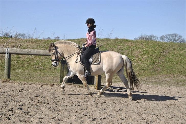 Fjordhest Viktor  - Viktor billede 20