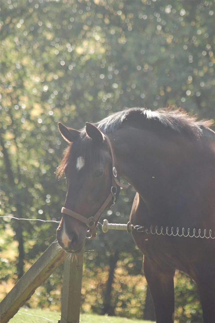 Fuldblod (XX) La Corona - Corona så en shetlandspony ;) billede 4
