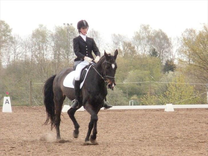 Fuldblod (XX) La Corona - LA1 til 61% (: Maj 2010.  billede 6