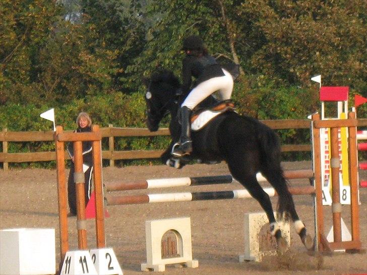 Fuldblod (XX) La Corona - Springhesten ;) Lb* i Hylke. billede 15