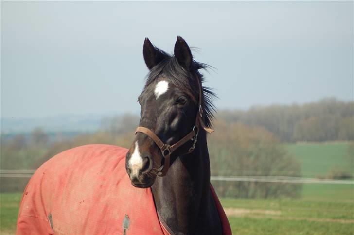 Fuldblod (XX) La Corona billede 8