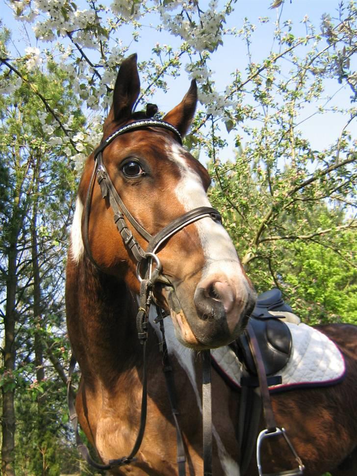 Pinto Amigo SOLGT og savnet ;'( - BEDSTE PONY!<3 billede 2