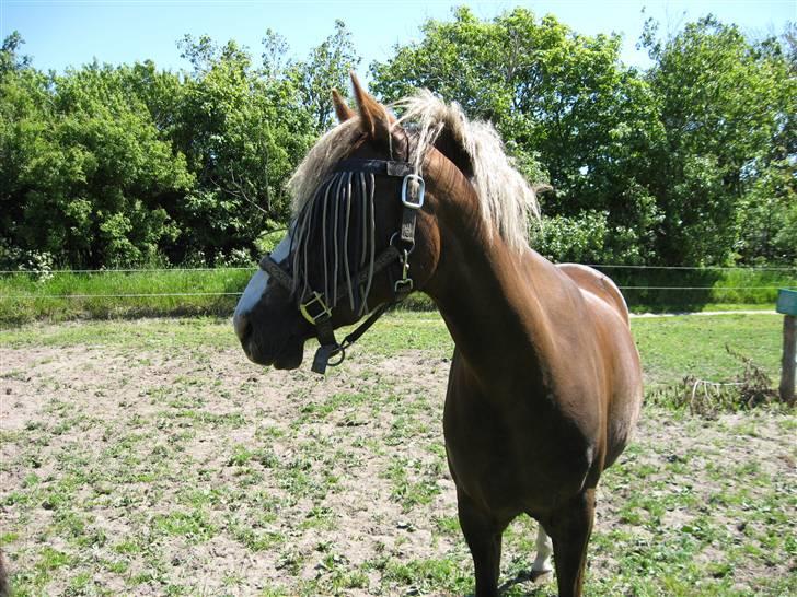 New Forest Krogsgaars Glory *SOLGT* - Skønheden selv.  fotograf; Mig selv(billeder må ikke kopires) billede 12