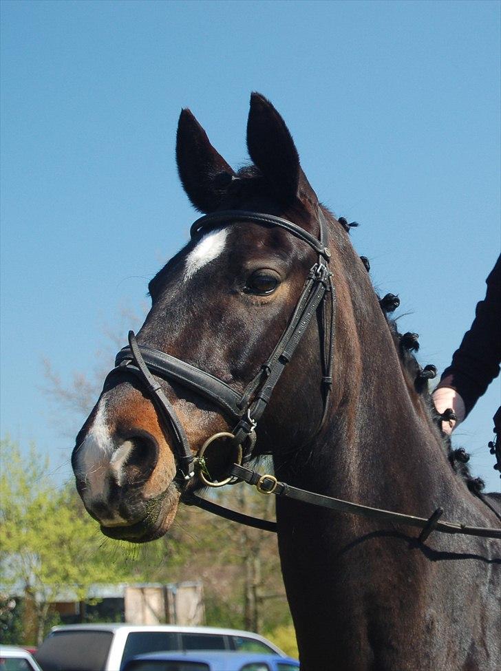 Fuldblod (XX) La Corona - Corona til min nonfirmation ;) billede 10