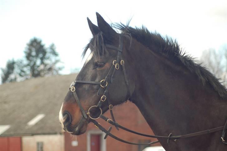 Fuldblod (XX) La Corona billede 11