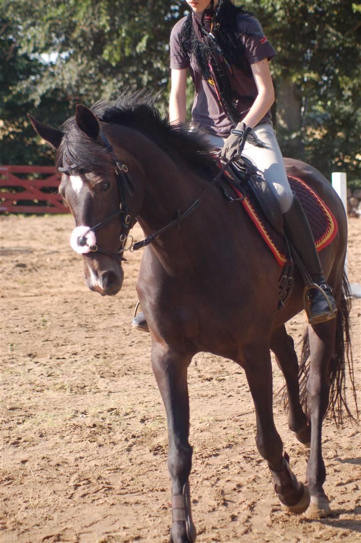 Fuldblod (XX) La Corona - Opvarmning til spring :) billede 12