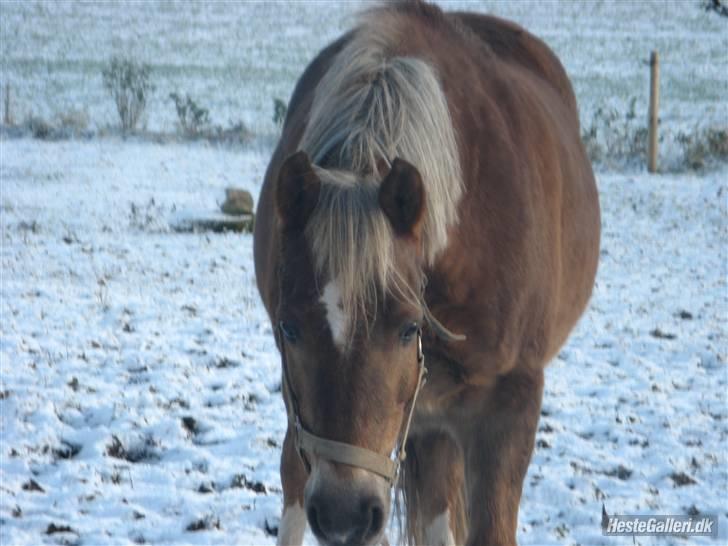 Welsh Pony (sec B) Laban *RIP* - Så sød! :´) billede 6