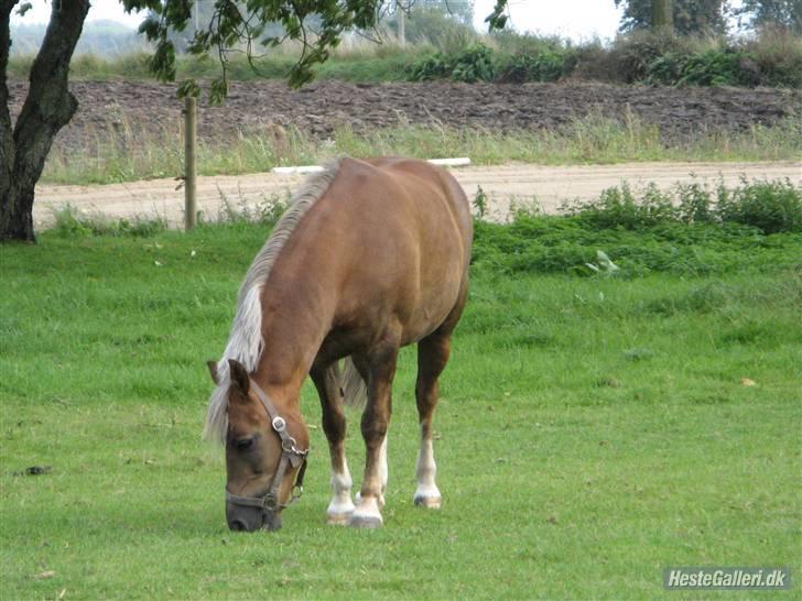 Welsh Pony (sec B) Laban *RIP* - På folden :) billede 7