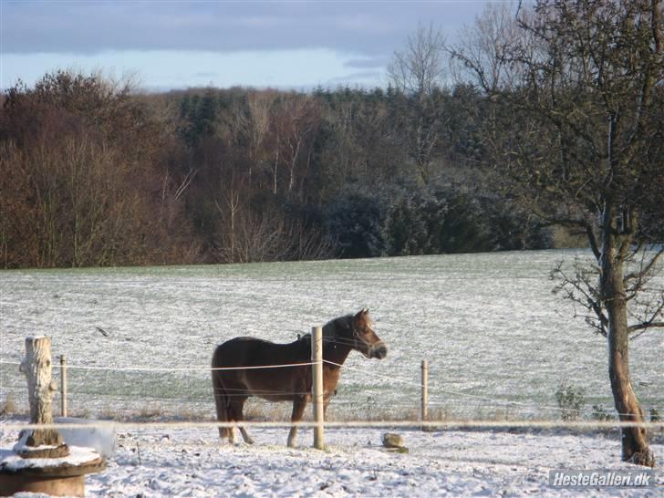 Welsh Pony (sec B) Laban *RIP* - I snevejret :D billede 12