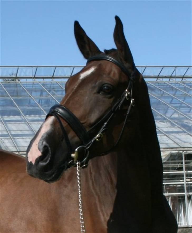 Dansk Varmblod Engvangs Merkur billede 1