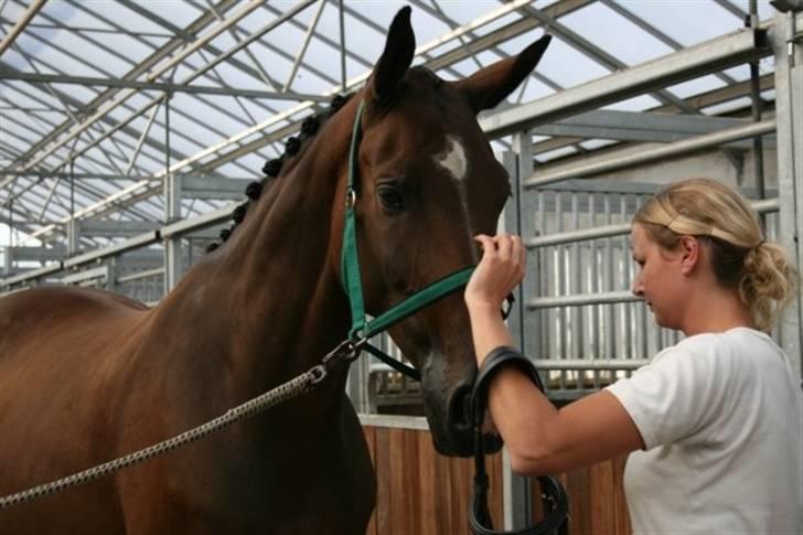 Dansk Varmblod Engvangs Merkur billede 2