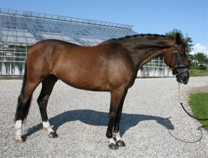 Dansk Varmblod Engvangs Merkur billede 3