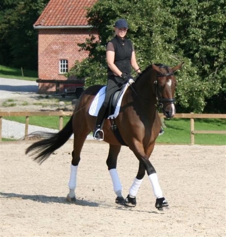 Dansk Varmblod Engvangs Merkur billede 4