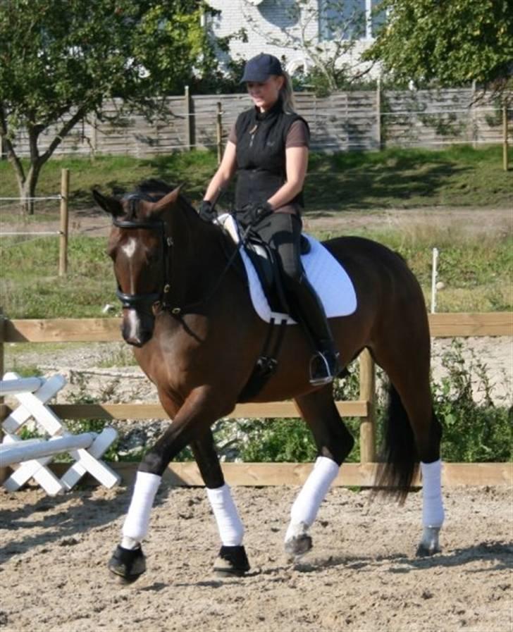 Dansk Varmblod Engvangs Merkur billede 5