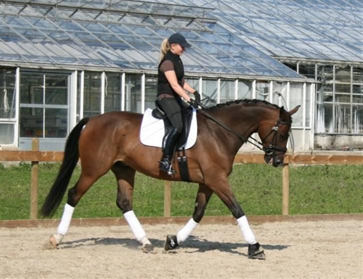 Dansk Varmblod Engvangs Merkur billede 6