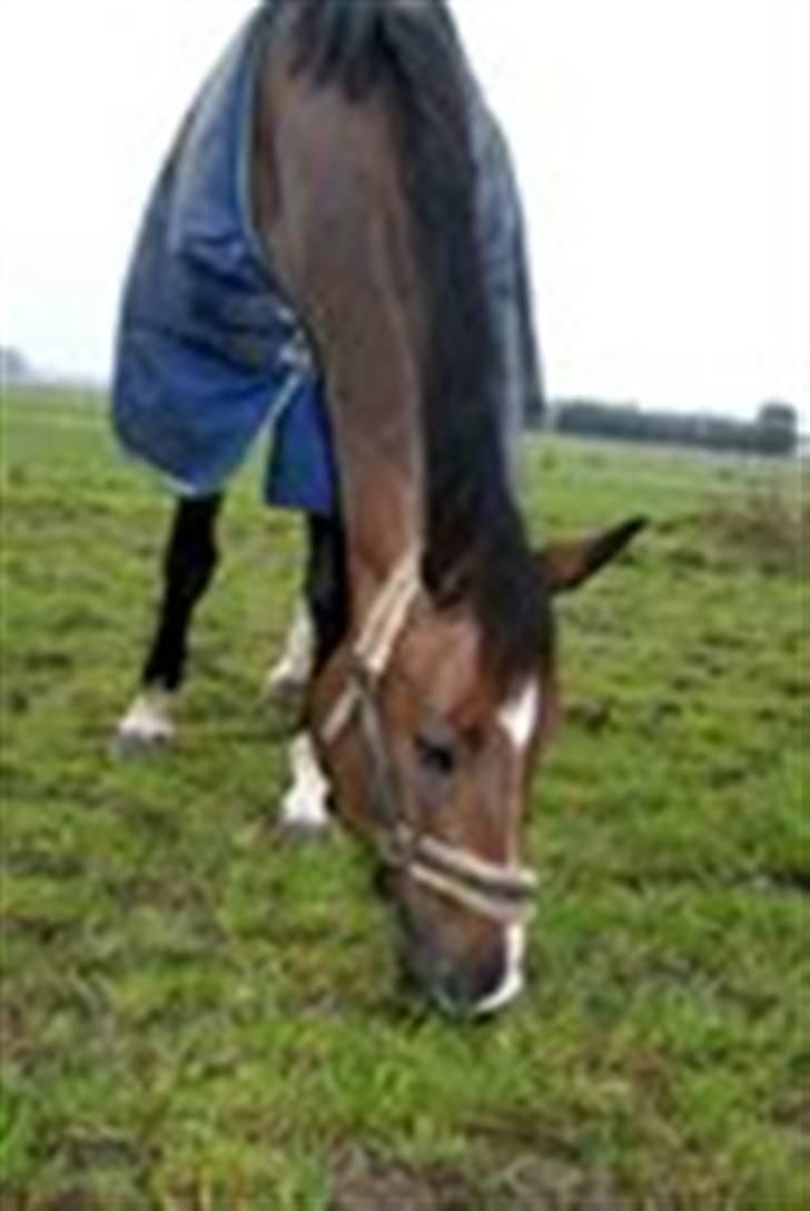 Dansk Varmblod Engvangs Merkur billede 7