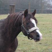 Arabisk fuldblod (OX) Sahib ox 1684 RIP