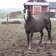 Arabisk fuldblod (OX) Sahib ox 1684 RIP