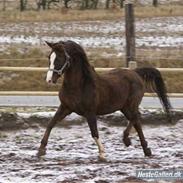 Arabisk fuldblod (OX) Sahib ox 1684 RIP